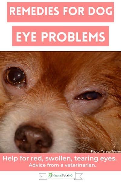 Dog Swollen Eye Home Treatment: Simple Yet Effective ...